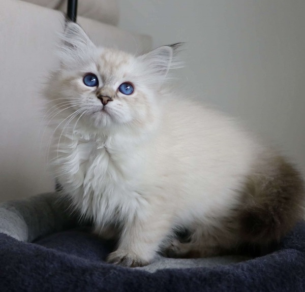 AVA