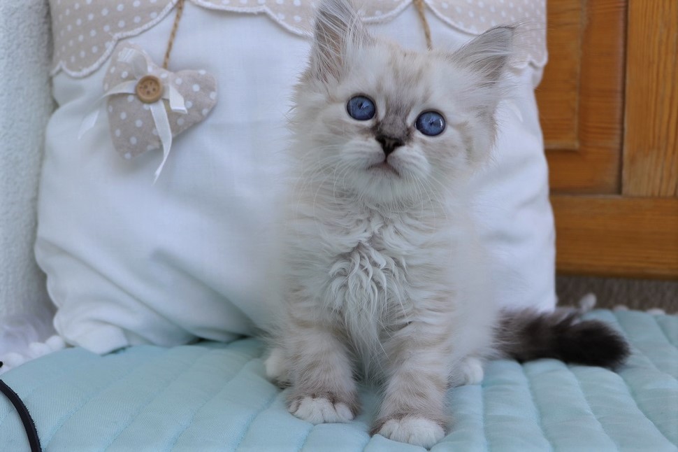 NUGAT
