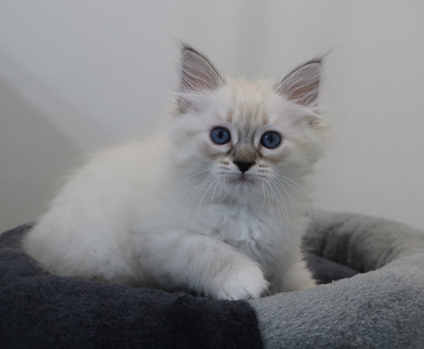 ZOYA