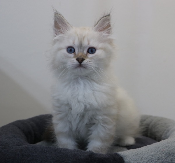 ZOE