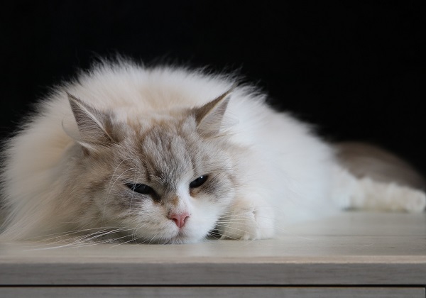 ISKRA CAT SIESTA*PL