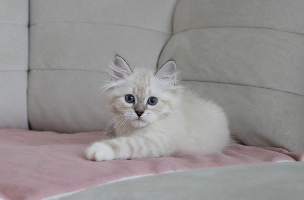 SOPHIE