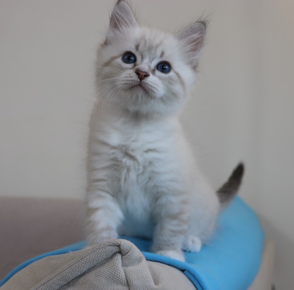 WHISKEY