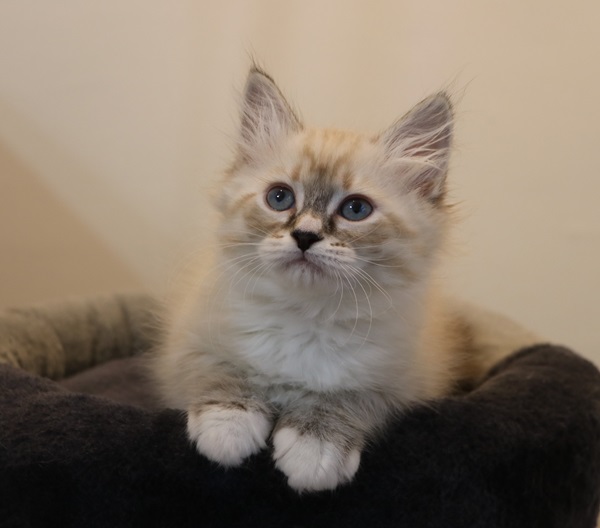 ZELDA