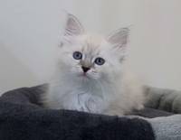 ZARYAA