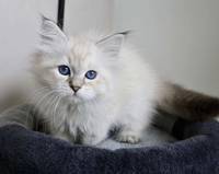 AVA