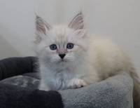 ZEUS