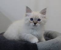 ZOYA