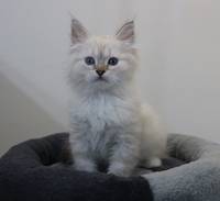 ZOE