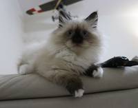 Wanilia