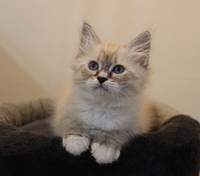 Zelda