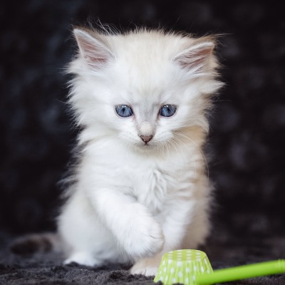 CYTRUS CAT SIESTA*PL